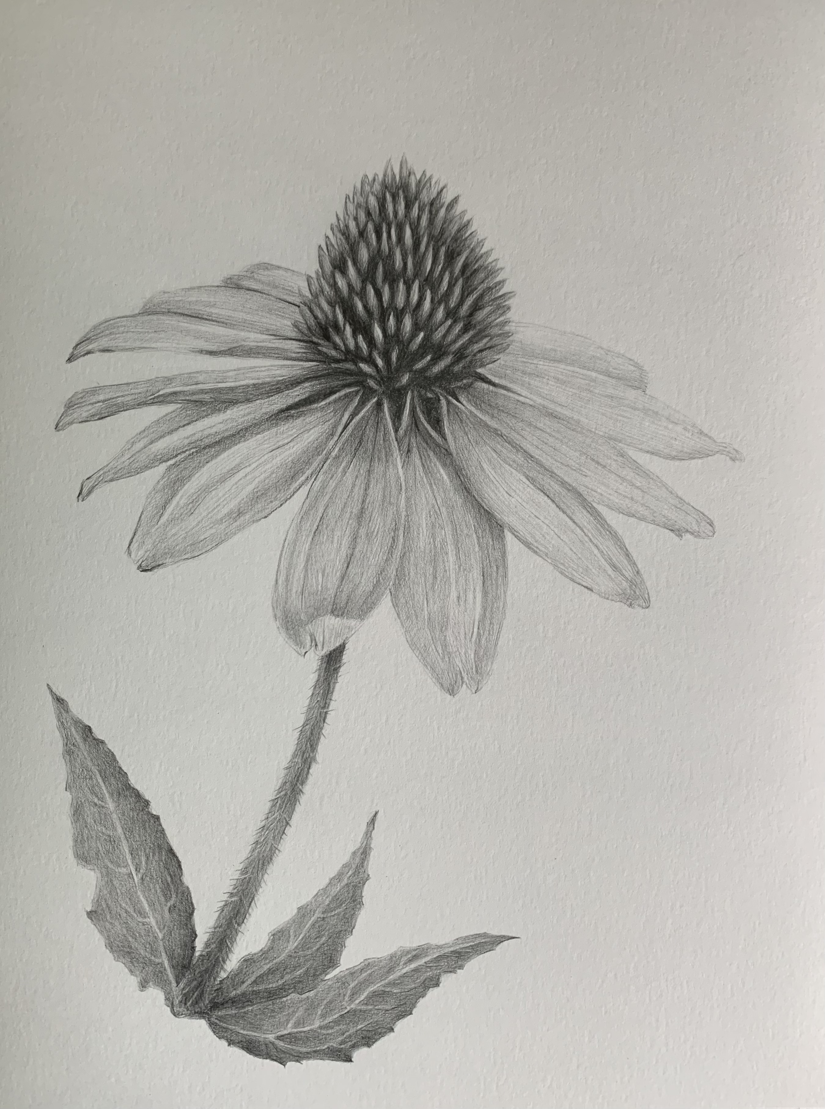 echinacea