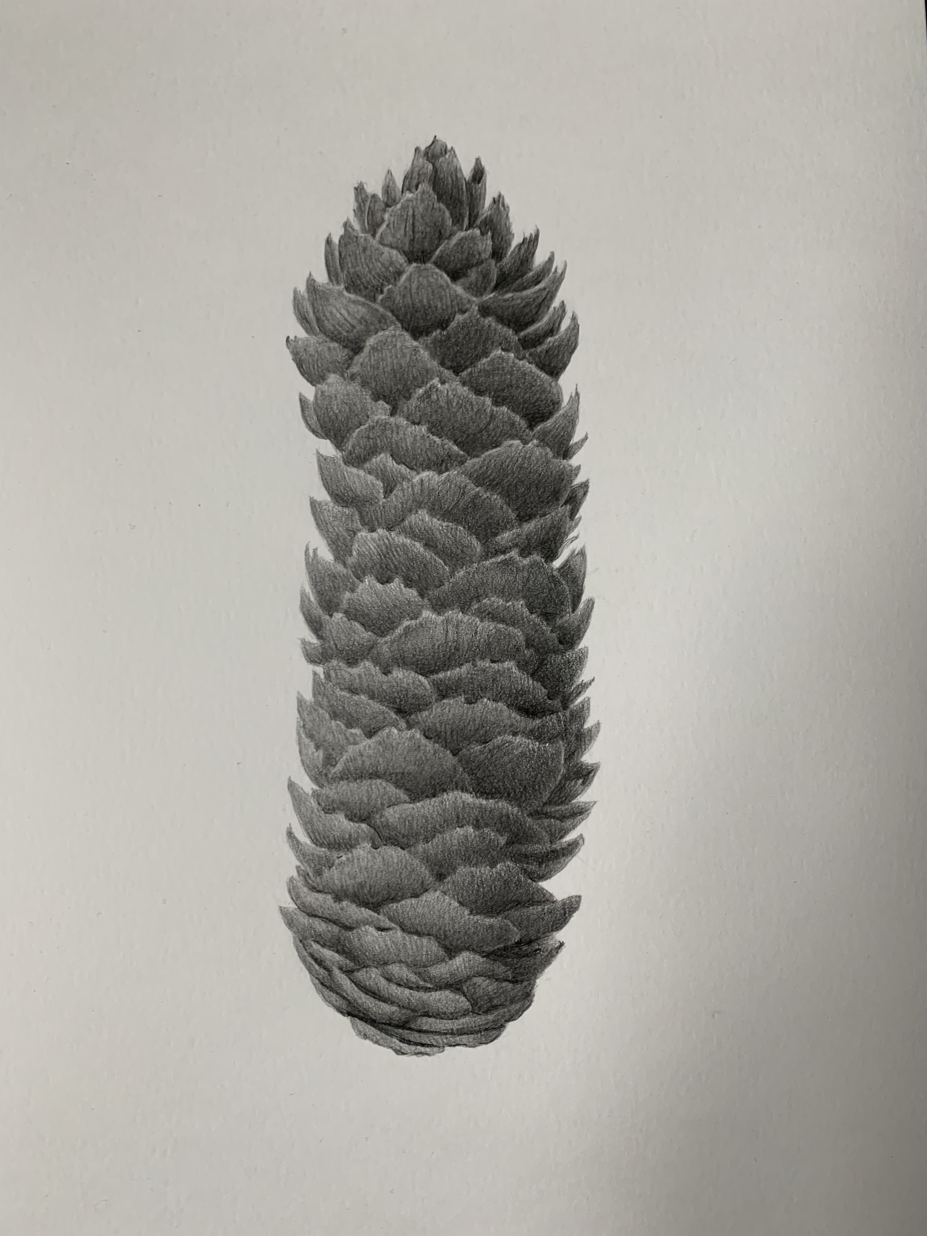 spruce cone