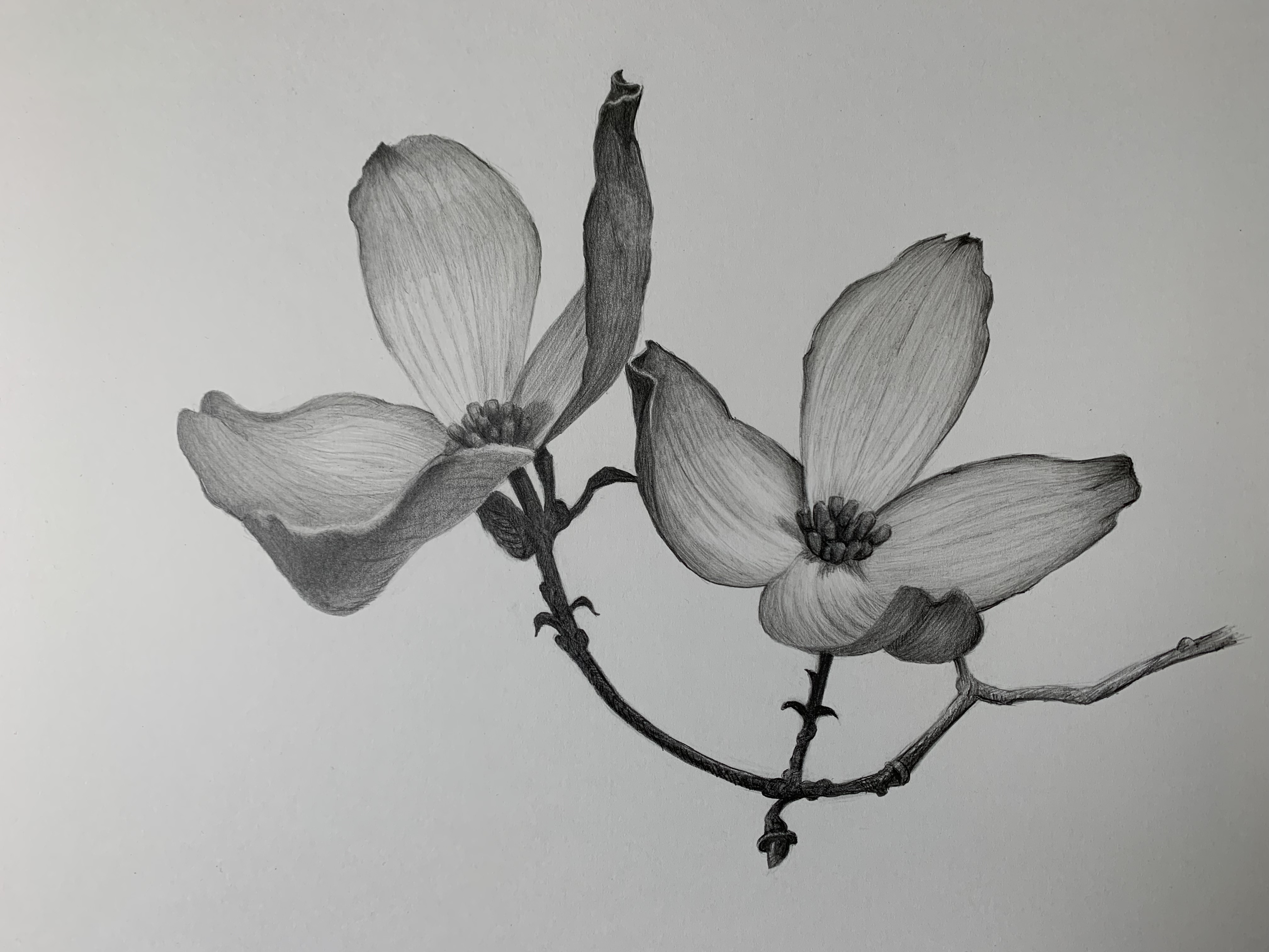 dogwood brackets